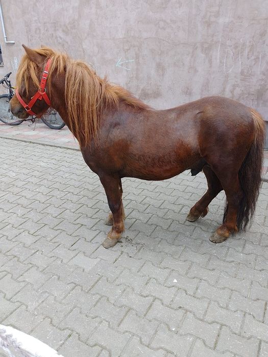 De vânzare ponei armăsar și pentru monta