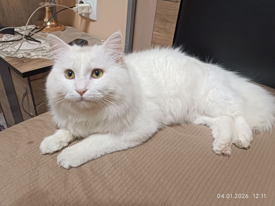 TТурецкая ангора кошка