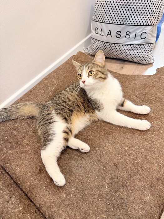 Отдам  кошку бесплатно