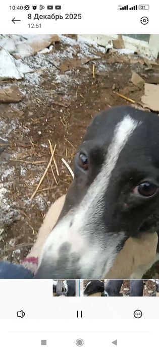 Тазы күшігі бар обмен