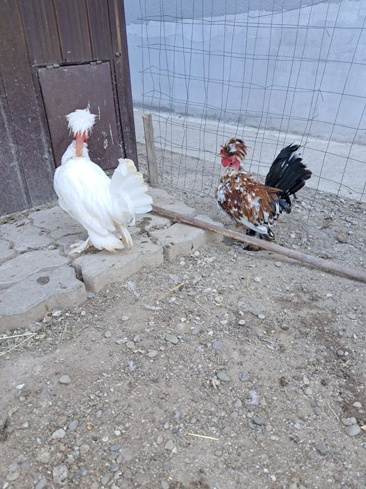 Vând 2 cocoși Struma Bantam învârstă de 6 luni 90 roni cocoșul