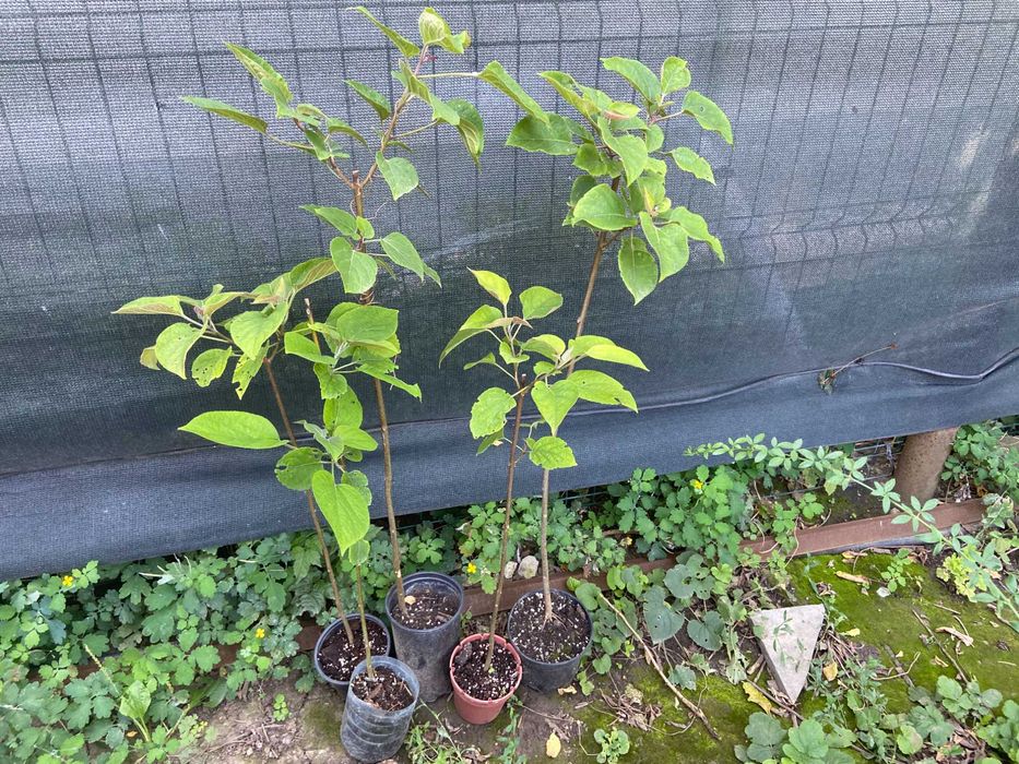 clerodendron tricothomum 0,5-0,7m