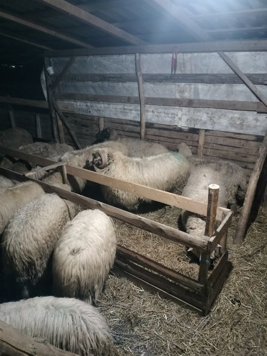 Vand berbec de doi ani