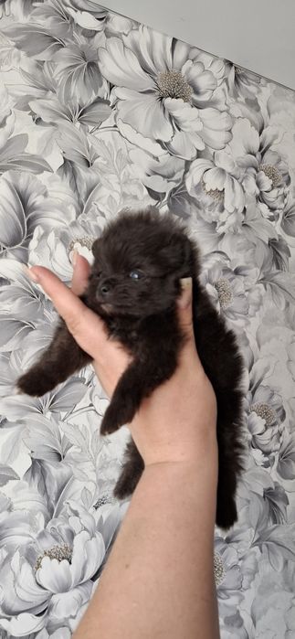 Мини-щеночки шпица