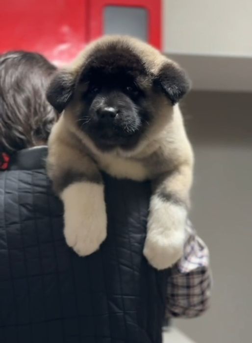 Детки Американская Акита