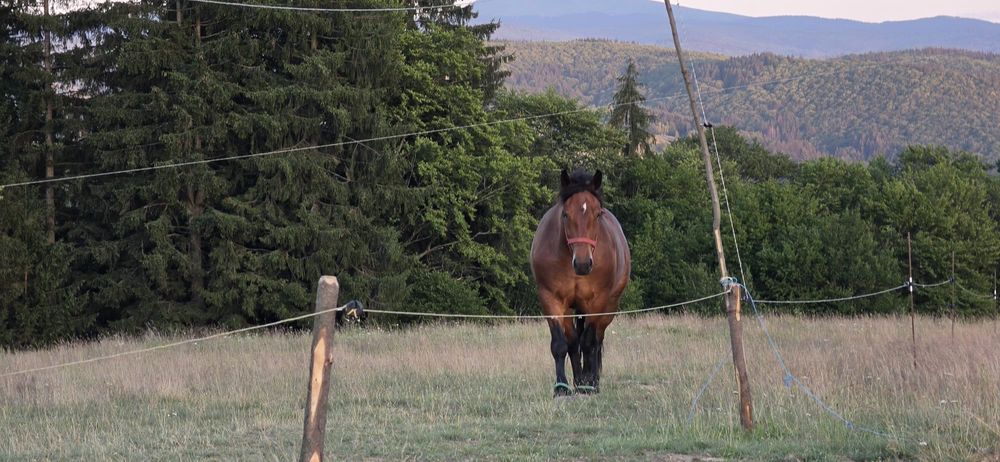 Iapă de vânzare  .