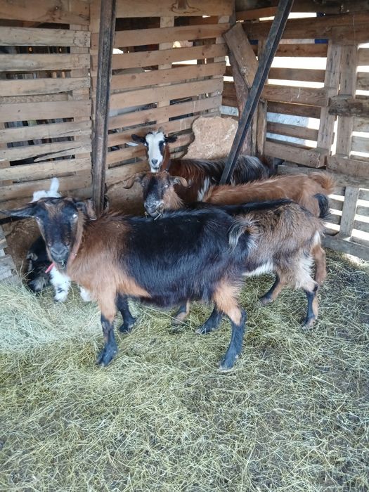 Capre tinere cu iezi
