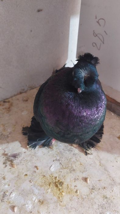 Голуби самка черная двухчубый кептер