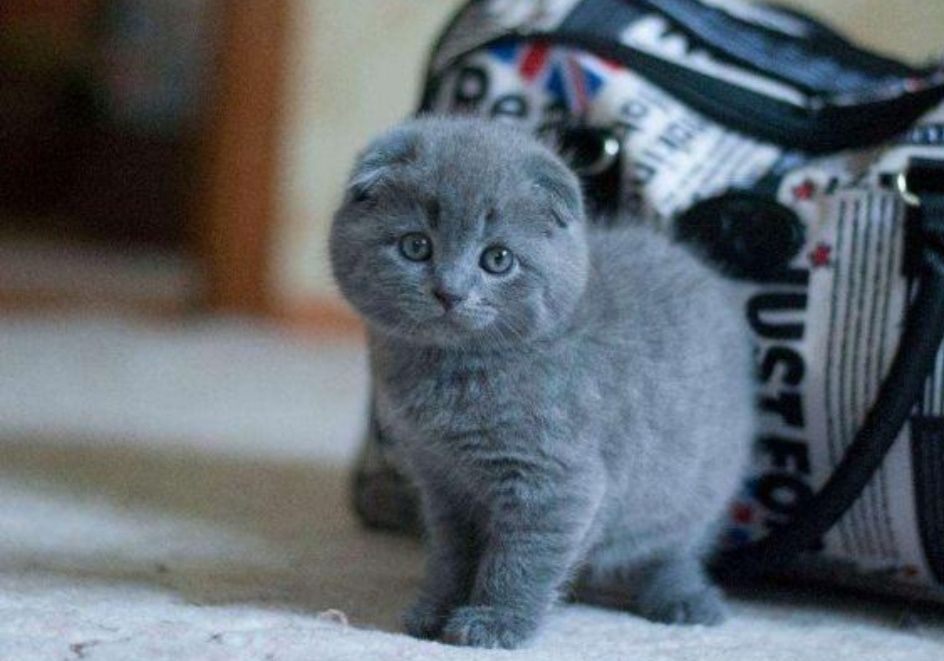 Британские котята