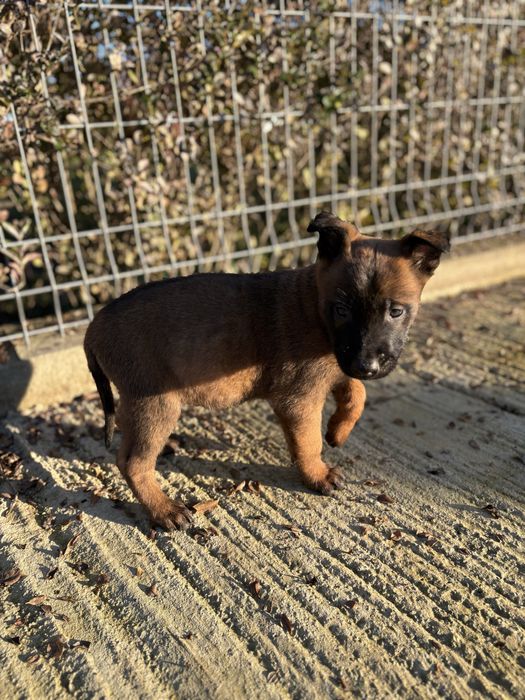 Белгийска овчарка (малиноа)