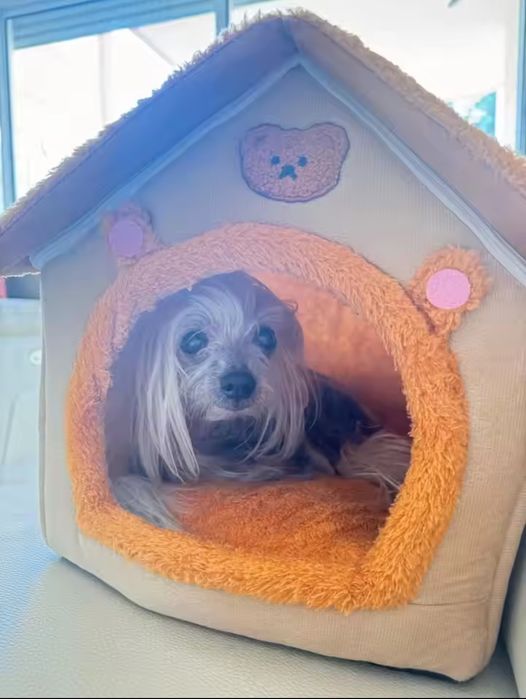 Căsuța animăluțe