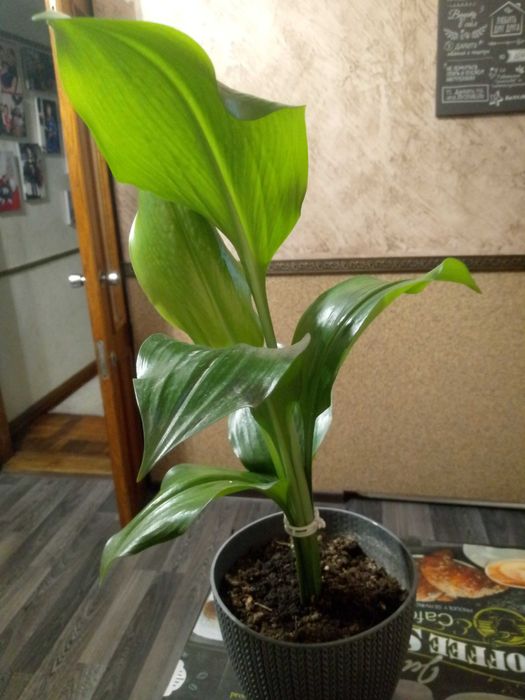 Продам комнатные цветы