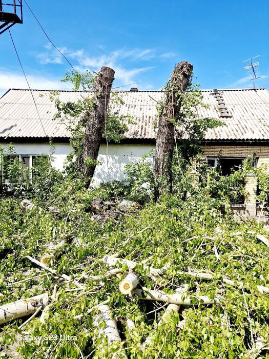 Спил деревьев профессионально