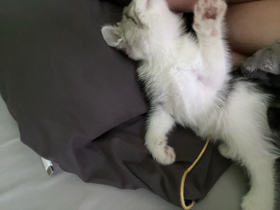 Котята 2 месяца,британцы!