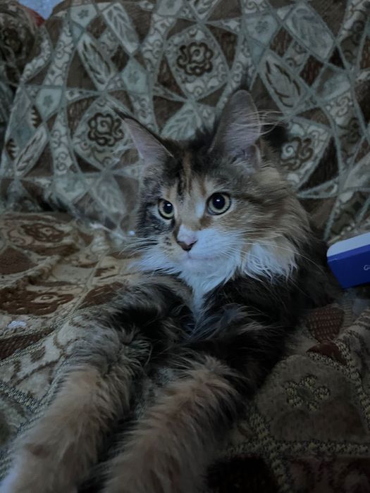 Продам мейкуна девочку