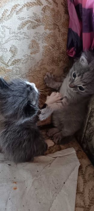 Подарява котенца