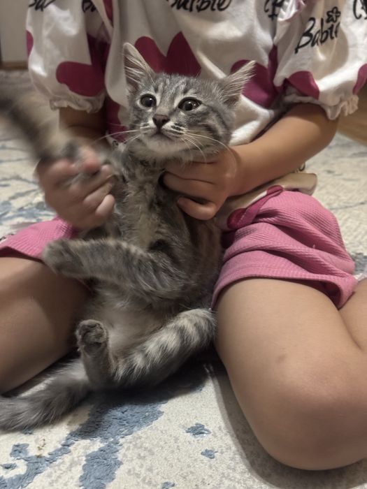 Продам котенка срочно