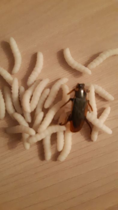 Все для Хеллоуина