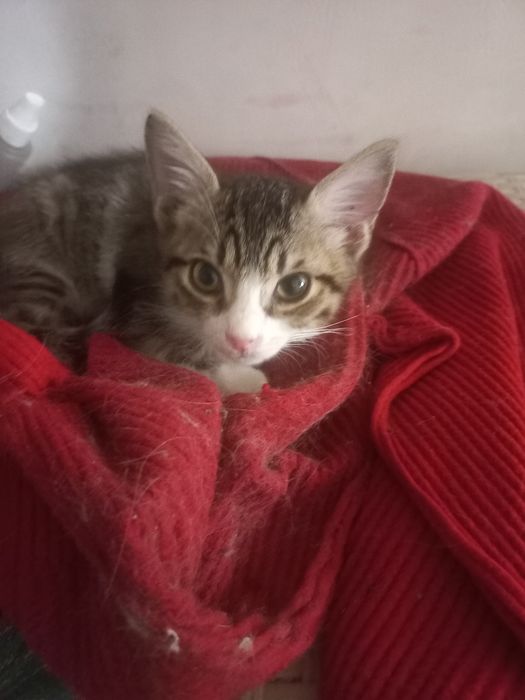 Котенка отдам даром