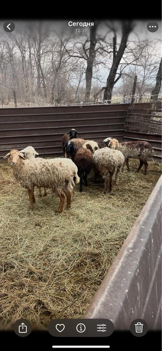 Бараны матки …..