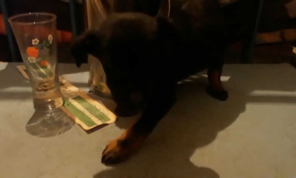 Щенки девочки в добрые руки