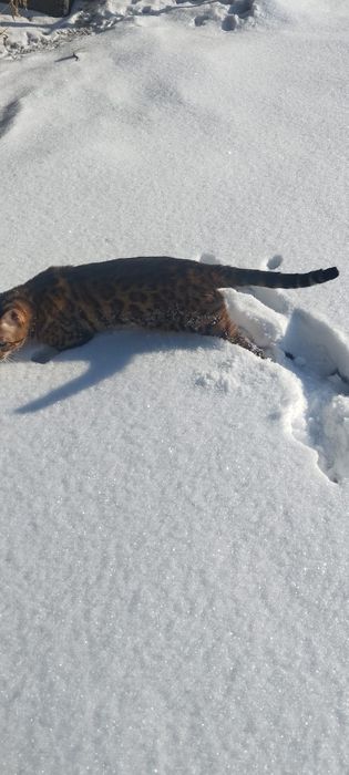 Продам бенгальского кота