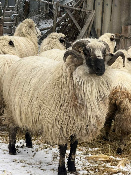 Berbec cu vârsta  3 ani