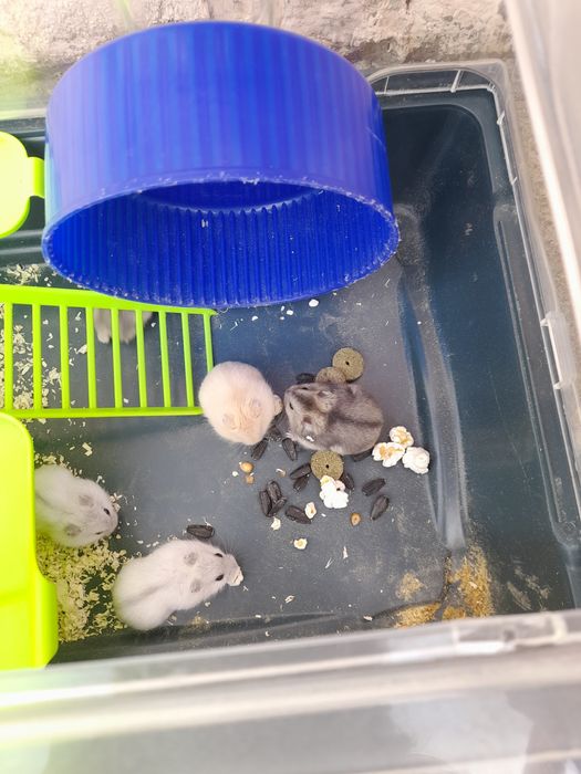 Vand  pui de hamsteri