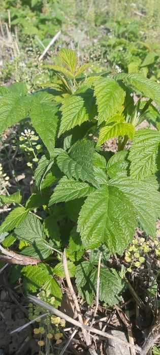 Малина сорт ПАЛАНА