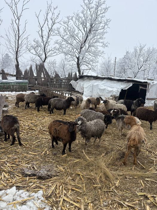 Oi foarte bune de lapte