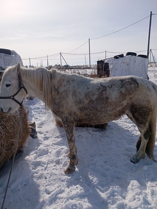 Продам кобылу 6лет
