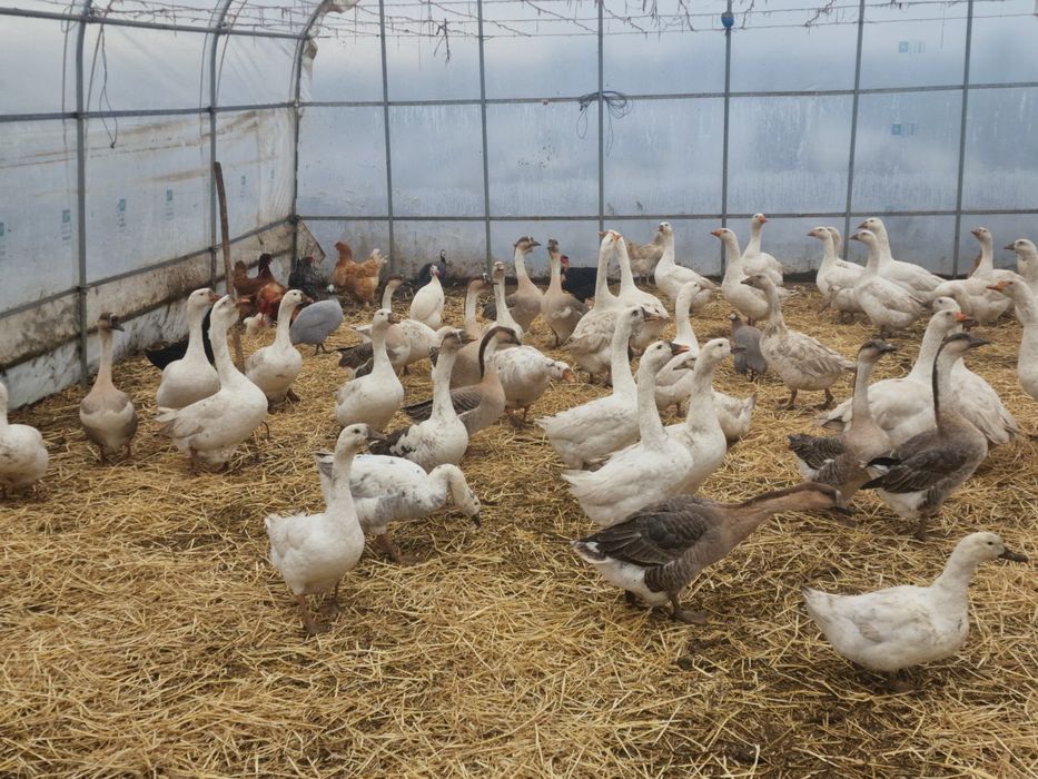 Vand ouă proaspete de gâscă pentru incubat.