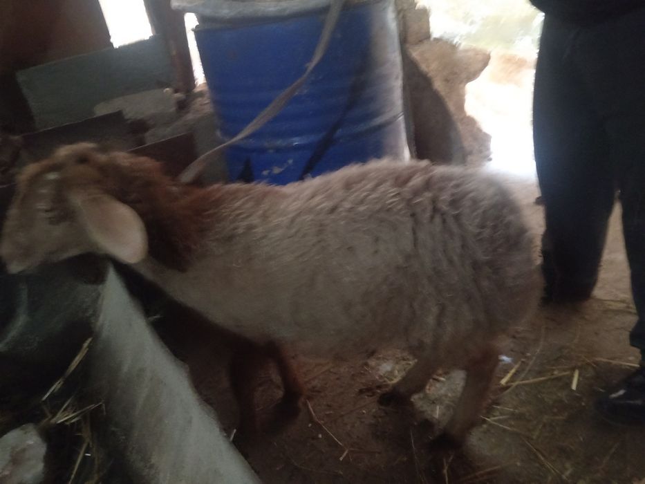 Qirgiz qoy urgochi toqlik Киргиз кой соглик туклик