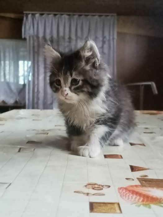 Отдадим в добрые руки