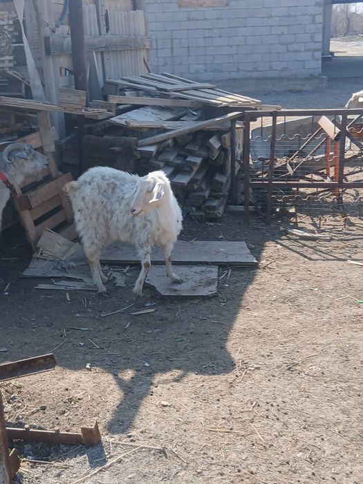 Козы с казлятами 55000