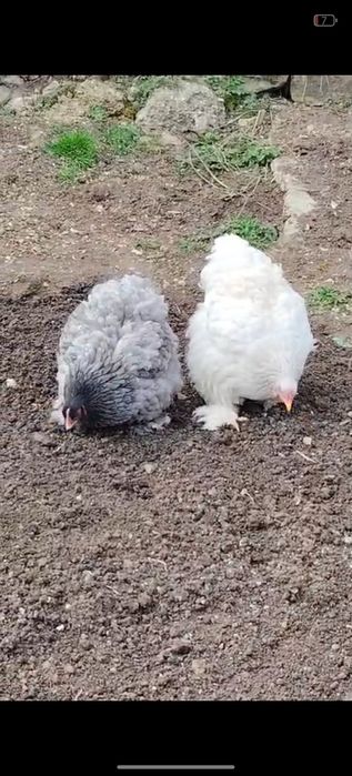 Cochinchina uriaș 2 gaini