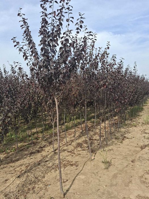 Corcoduș roșu / Prun ornamental (Prunus cerasifera Pissardii) - Arbore ornamental