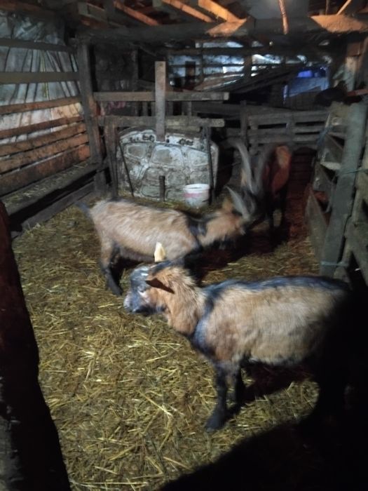 Vând  trei  tapi alpin cu vârste diferite