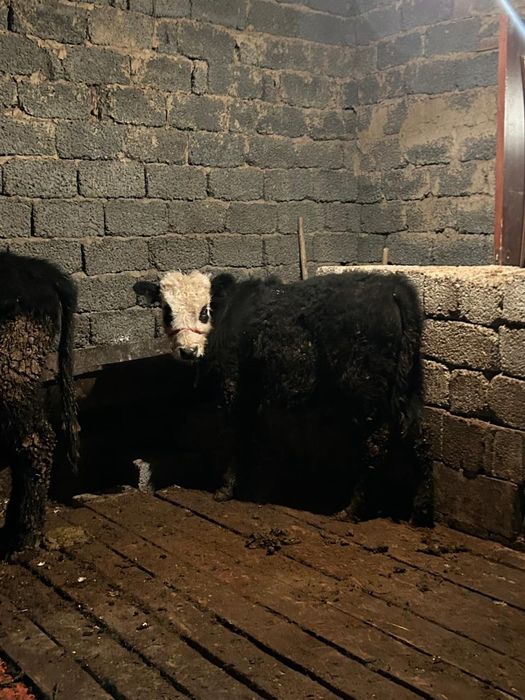 Туркестан сиыр өгізше