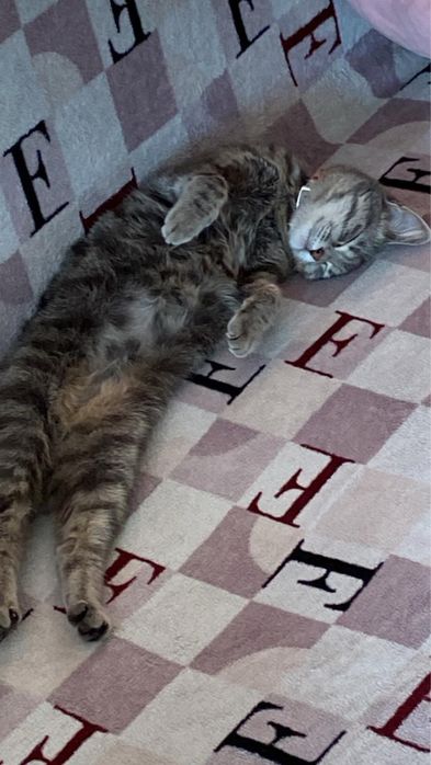 Кошечка ищет дом