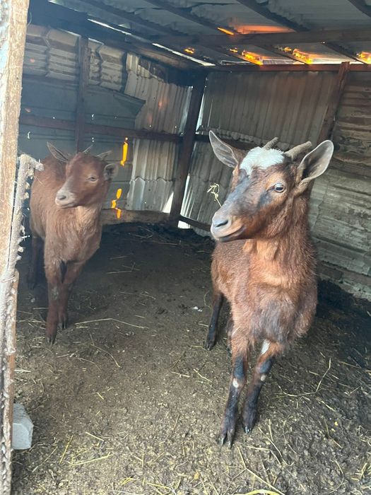 Vând două iede de anul trecut combinate din rase bune de lapte