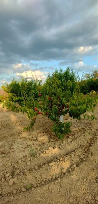 Продава се Парцел в Бяла - 3700 кв.м за 15 €/кв.м - Снимка #5