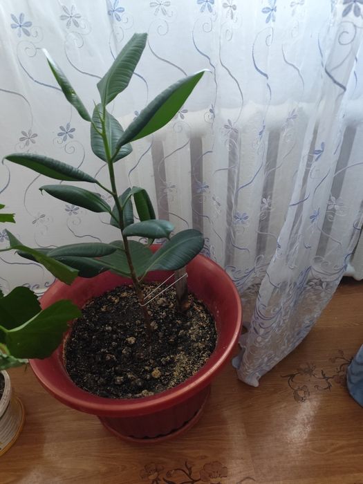 Уй гулдери сатылады