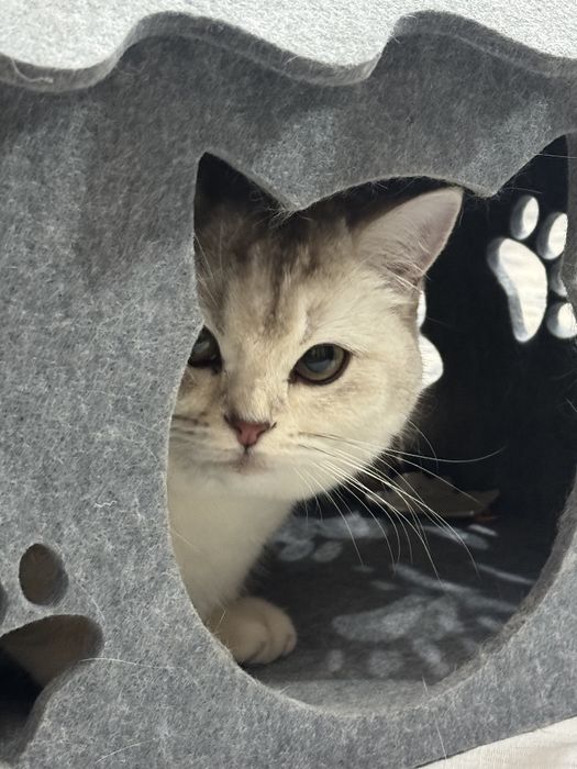 British shorthair продаётся