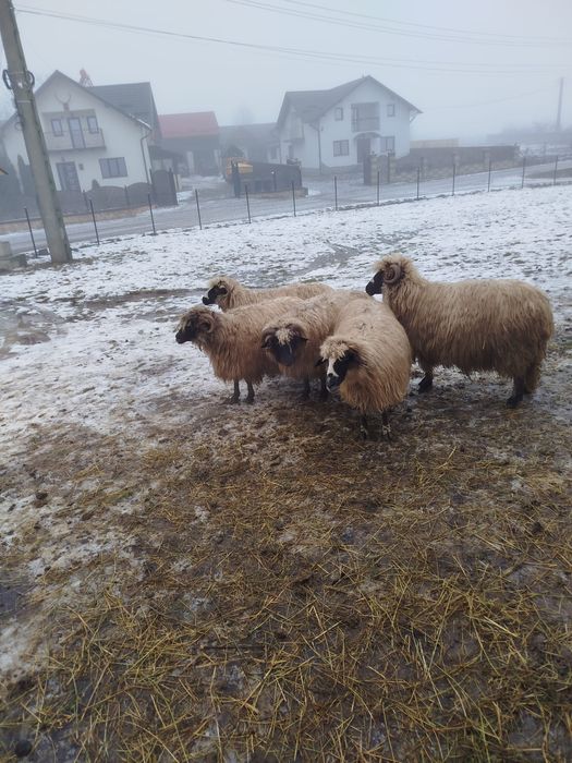 Vând 5 oi bune de tinut