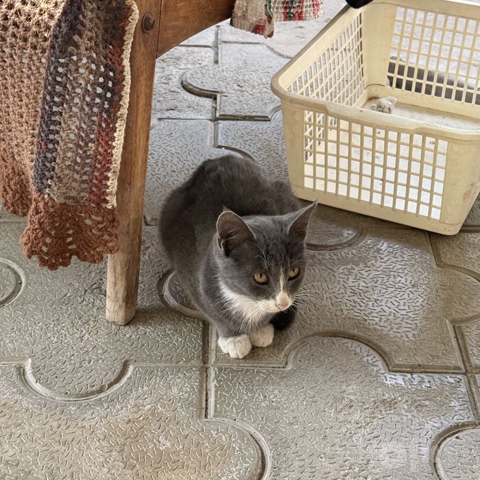 В добрые руки котенок