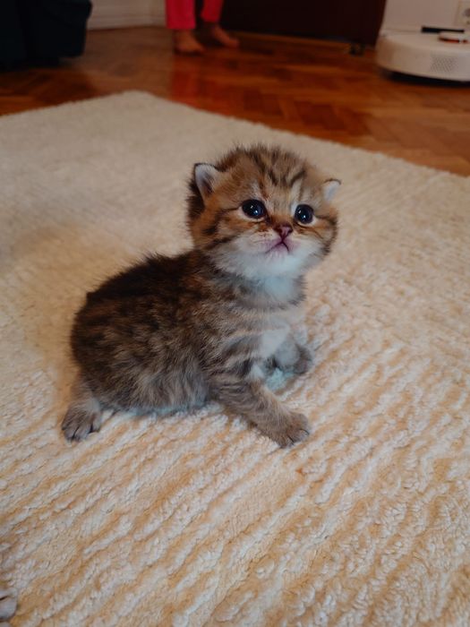 British shorthair golden cu pedigree