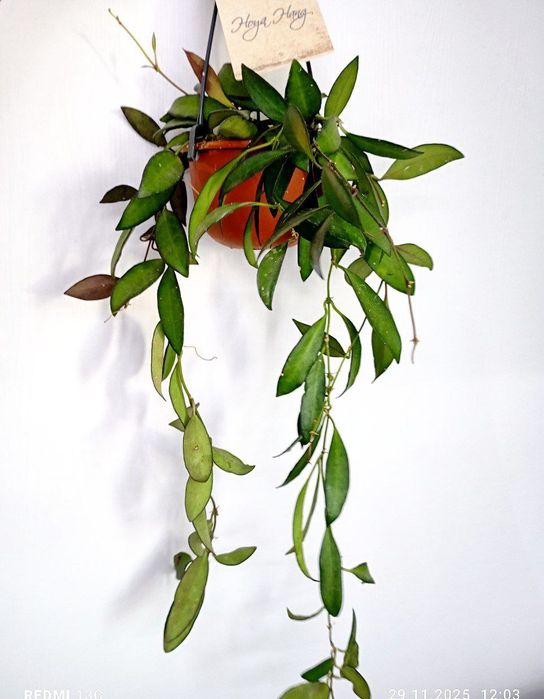 Хойа Куртиси, розитта