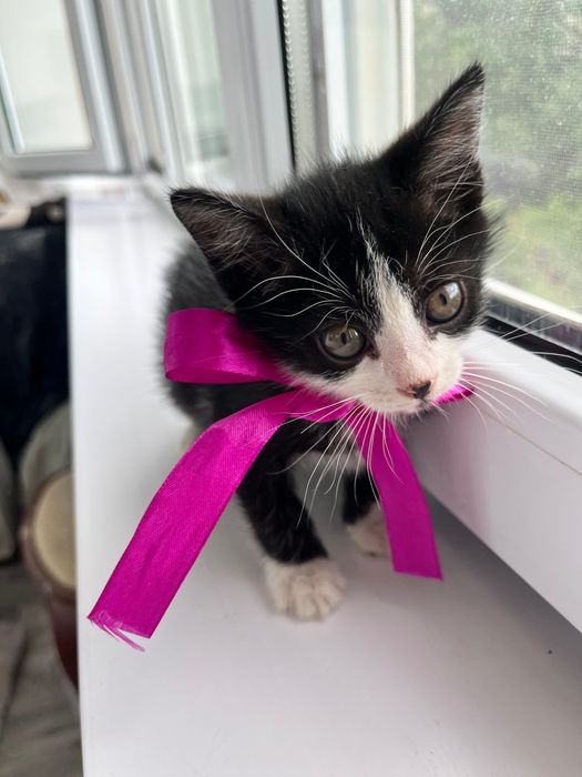 Котёнок Томас,красавчик!2 месяца.