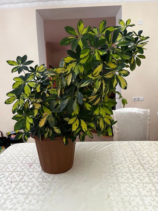 Шеффлера древовидная